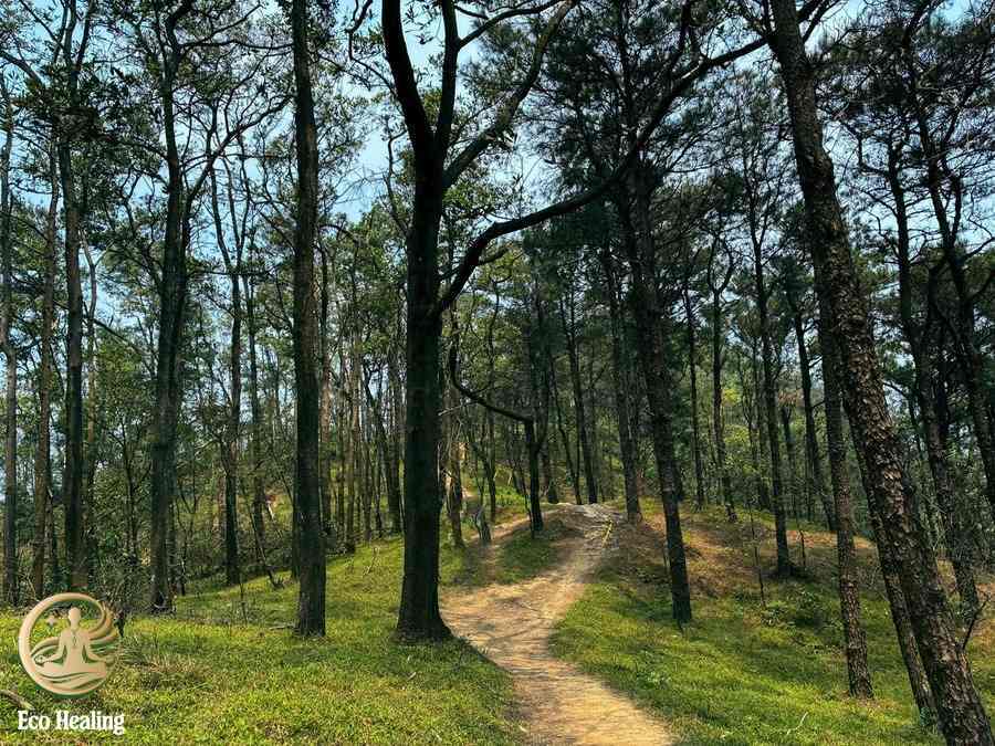 Đi trekking Hàm Lợn tự túc: Lộ trình, chi phí và lưu ý an toàn